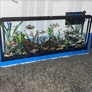 55 gallon fish tank